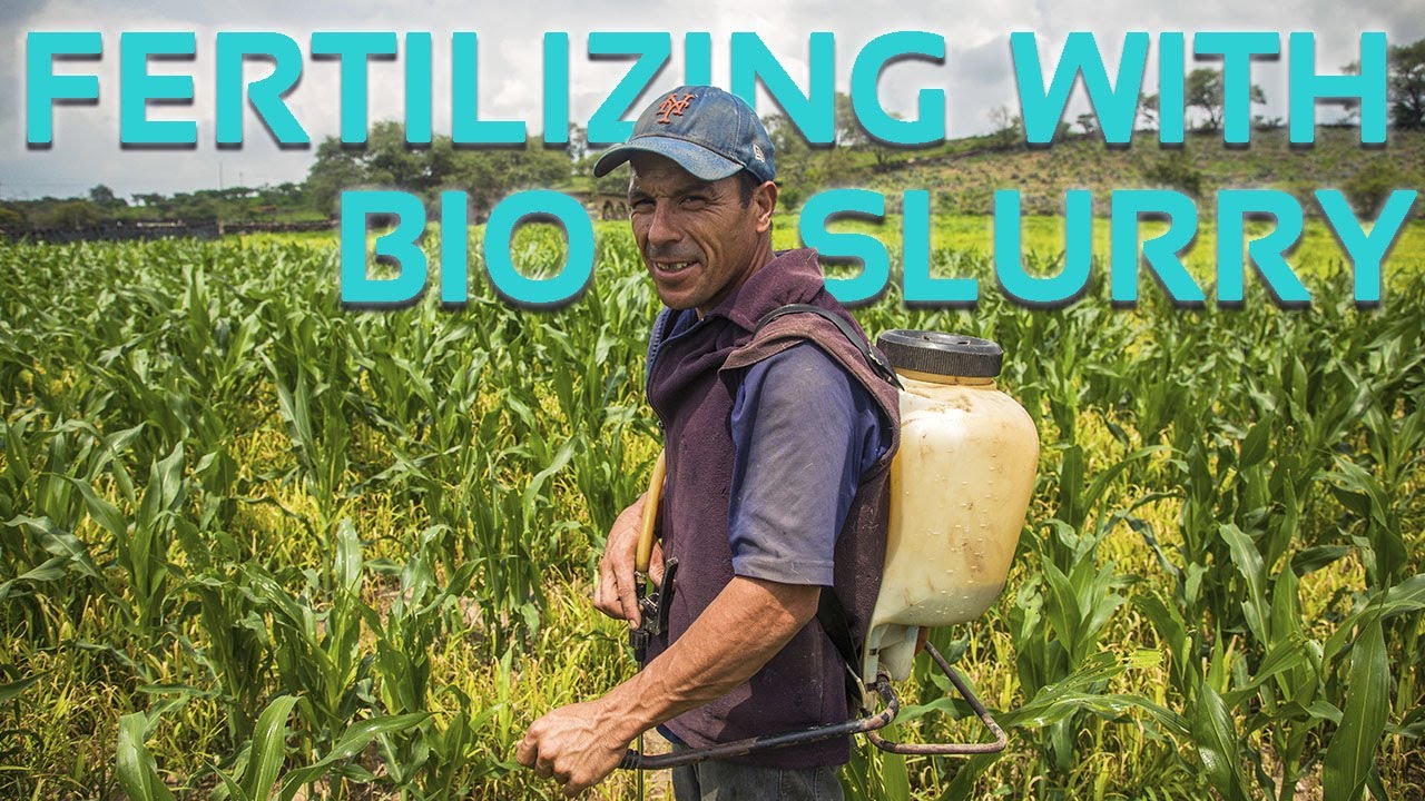 Sustainable Dairy Farming with Biogas Plants | Sistema.bio