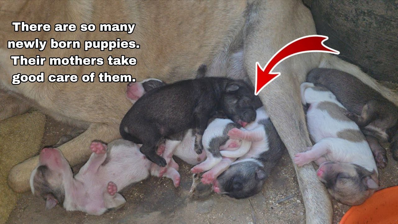 There are so many newly born puppies. Their mothers take good care of them.