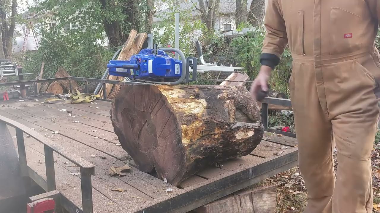 Salvage stump   Black walnut