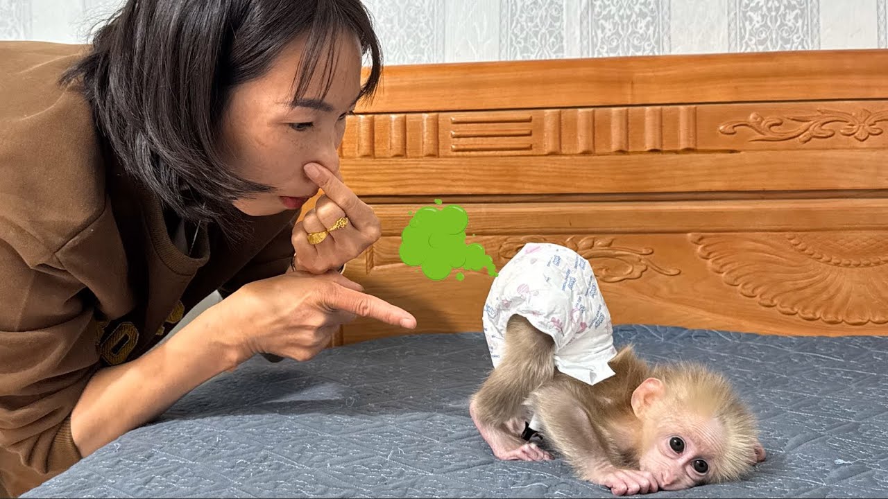 Baby monkey looked Mom asked take bath because pooped pants!