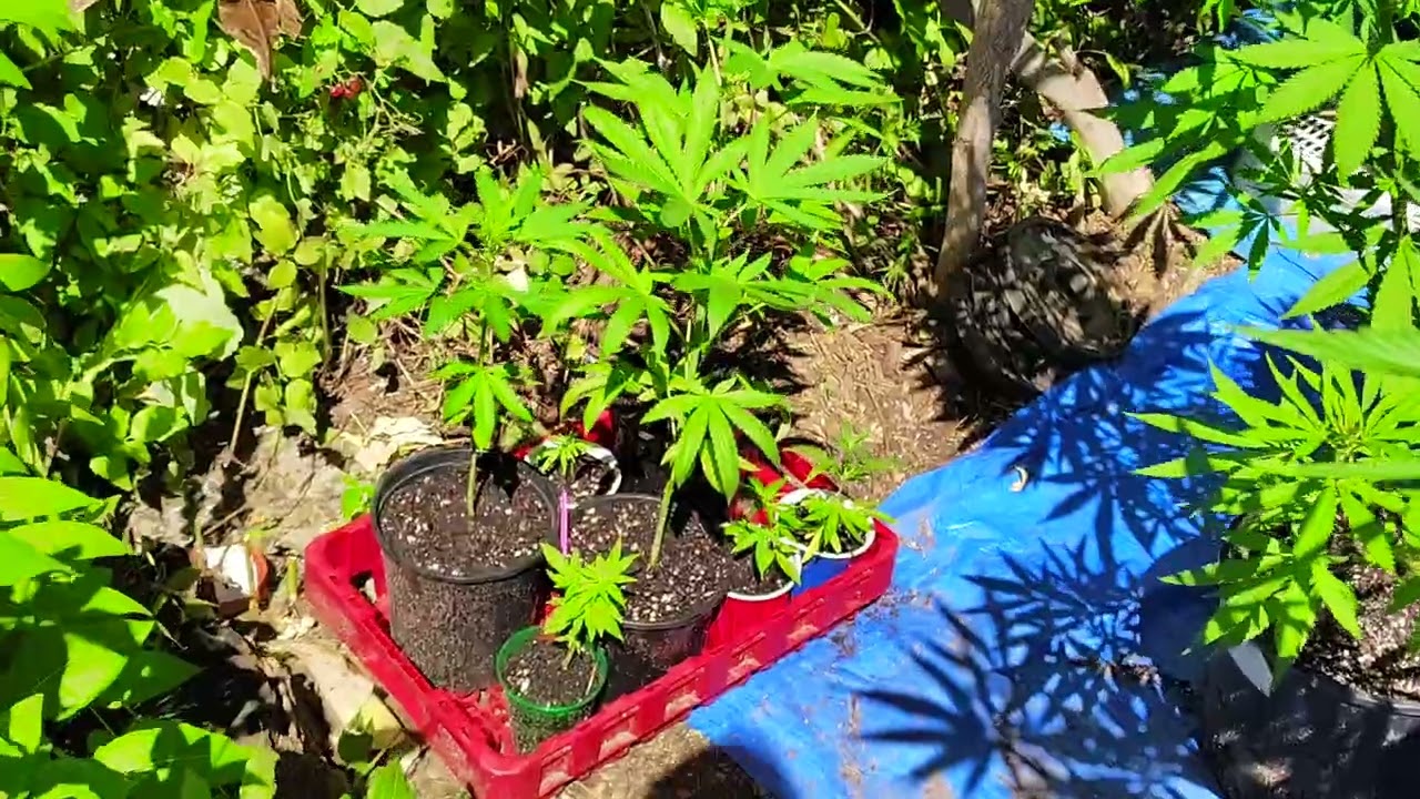 Use Miracle Grow with cannabis with AMAZING RESULTS!