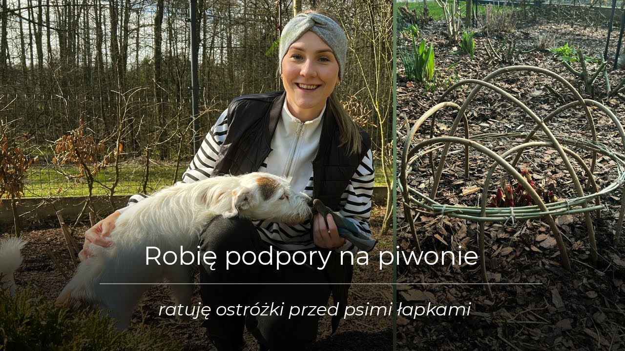 Robię podpory na piwonie | leszczynowe podpory | ratuję ostróżki