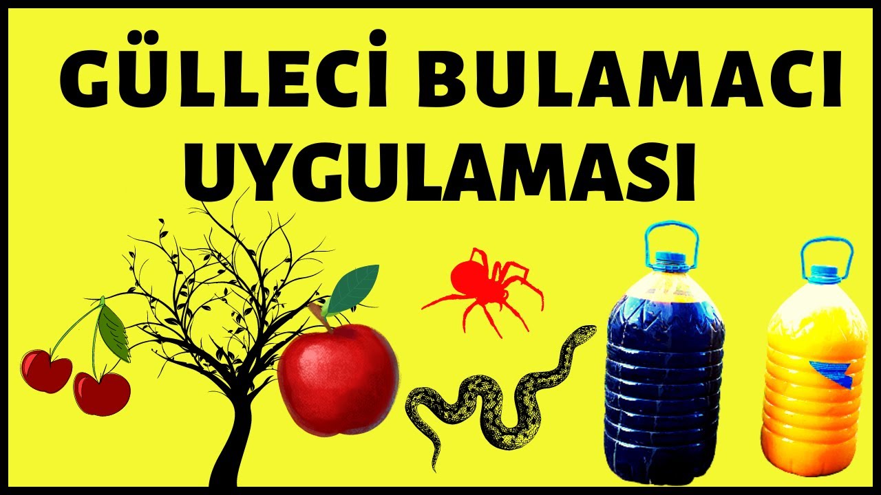 MEYVE AĞAÇLARINDA GÜLLECİ BULAMACI UYGULAMASI NASIL VE NE ZAMAN YAPILIR