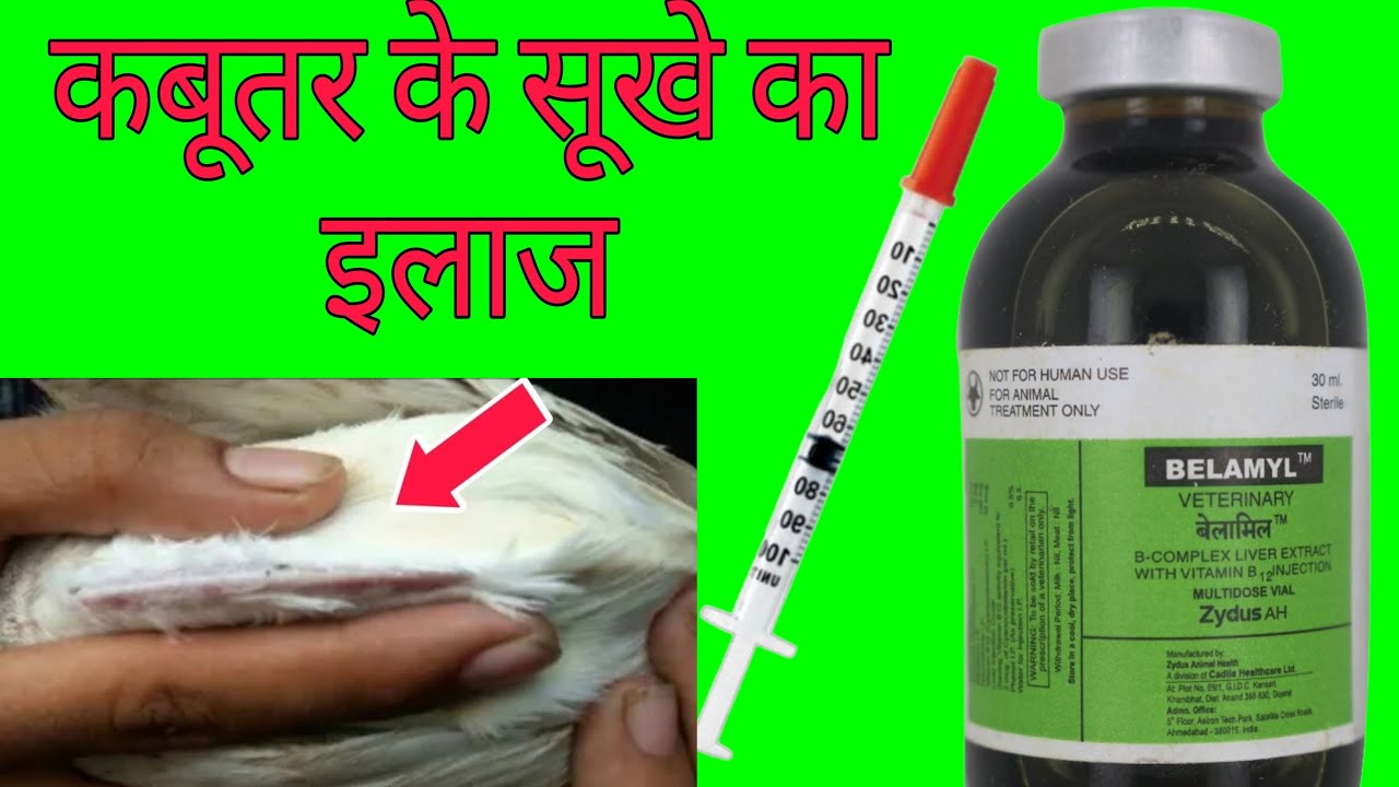 कबूतर के सूखे का इलाज। Belamyl injection  कबूतर को किस लिए लगाया जाता है। कबूतर के भूख का इलाज।