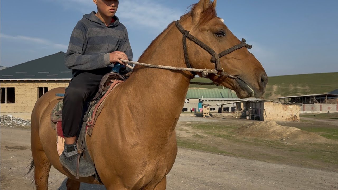 Кыргыз жылкы +996-559-94-97-94. 23 февраля 2026 г.