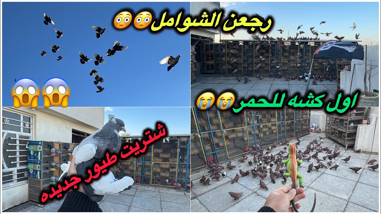 رجعت