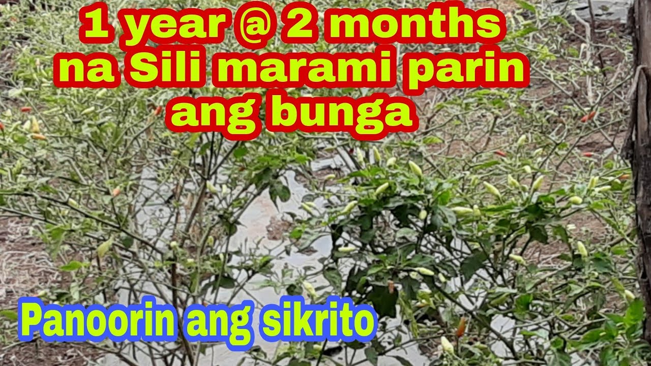 Panoorin,Paano pahabain ang buhay ng Sili.1yr @  2 months  na , namumunga parin