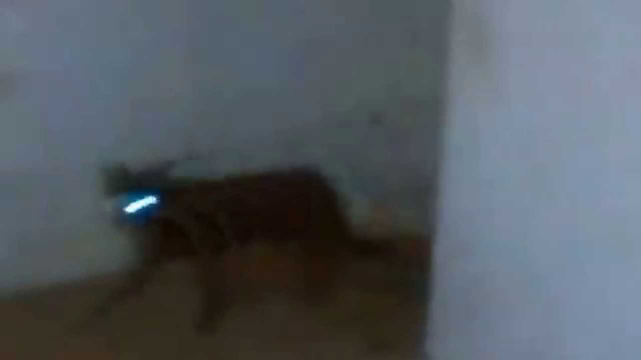 Gato Jedi Autentico
