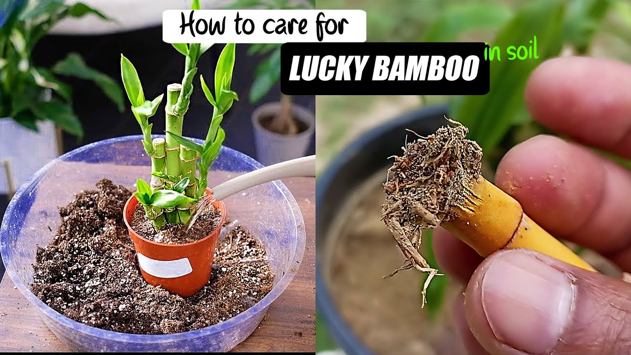 How to take care of lucky bamboo plant in soil