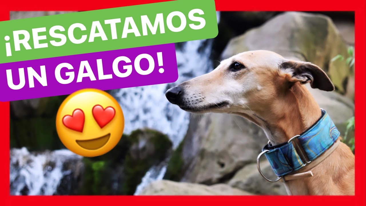 AL RESCATE de un GALGO muy ESPECIAL ❤️ - LA HISTORIA DE SHANA 🙌  (LA VERDAD)