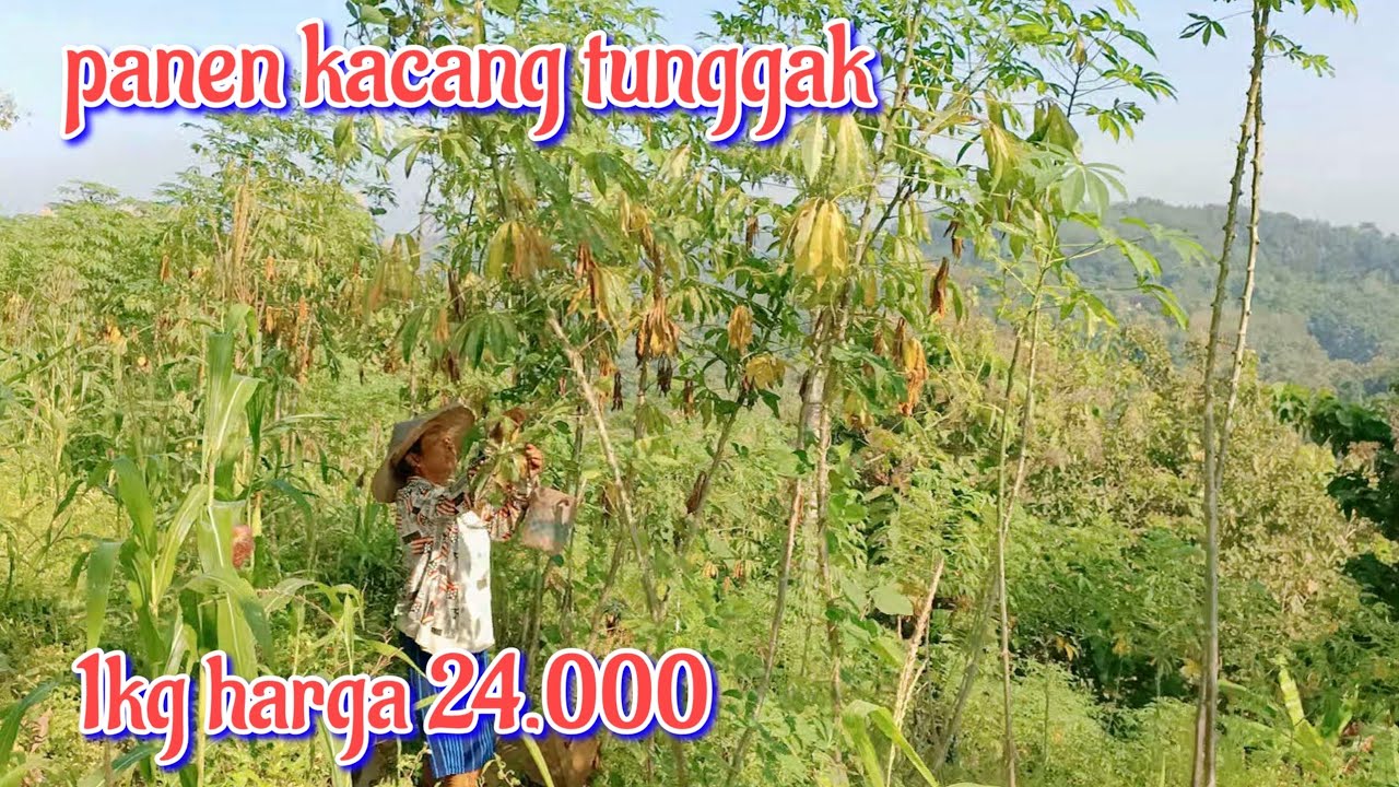 🔴 mak tumini panen kacang tunggak, dan kacang lanjaran, harga kacang tunggak 24000 per kilo nya