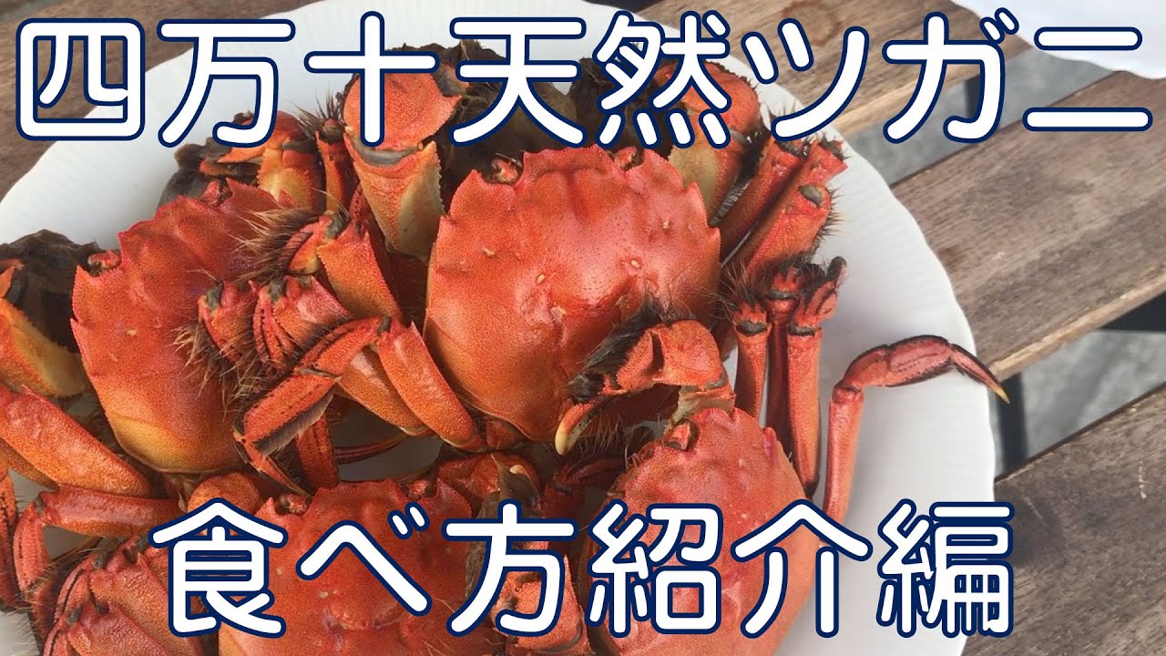 【秋の味覚】四万十川の天然ツガニ食べ方紹介編（へぇ～な話あり）