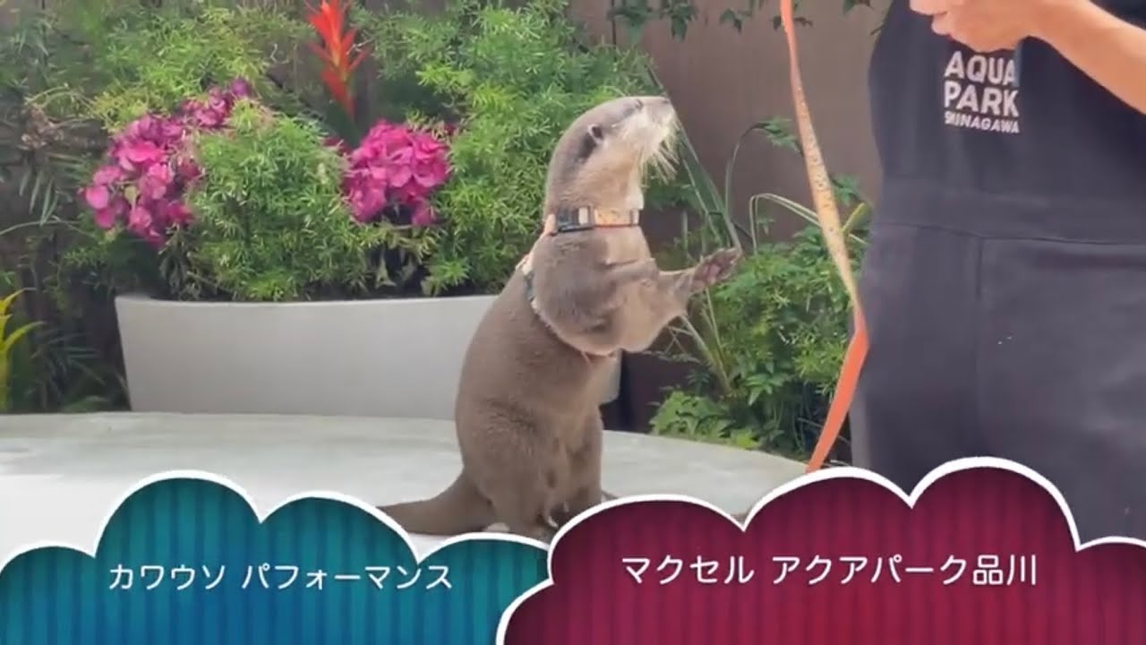 コツメカワウソ ミニパフォーマンス ショー【マクセル アクアパーク品川】たいよう くんの かわいい姿！2022.7.7【水族館・動物園の生き物動画】東京 Otter Tokyo Japan
