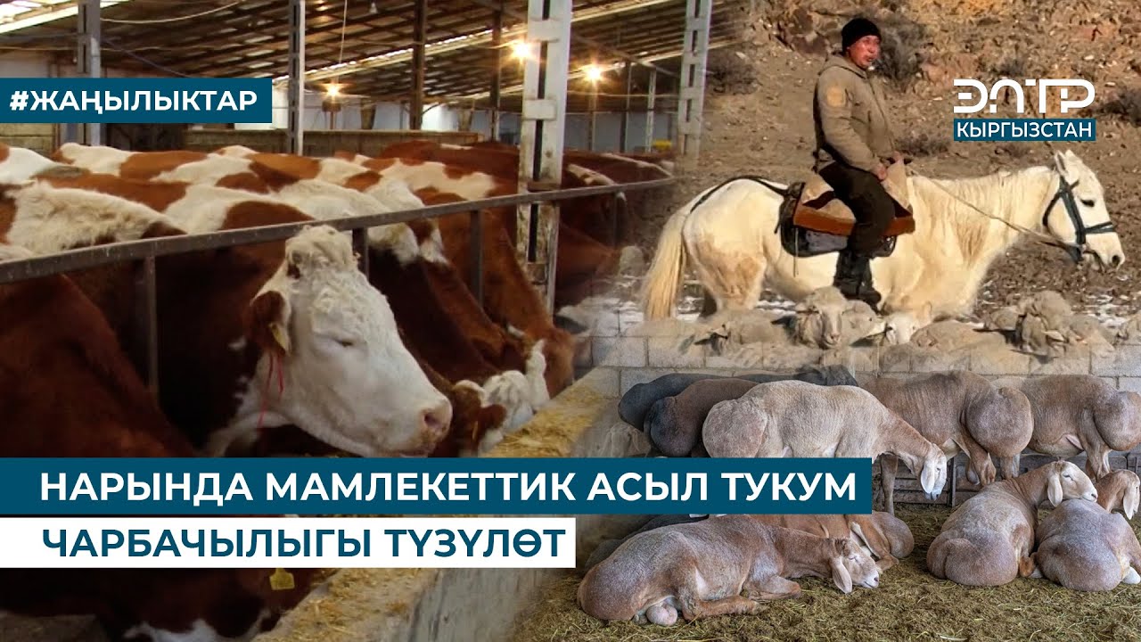 НАРЫНДА МАМЛЕКЕТТИК АСЫЛ ТУКУМ ЧАРБАЧЫЛЫГЫ ТҮЗҮЛӨТ