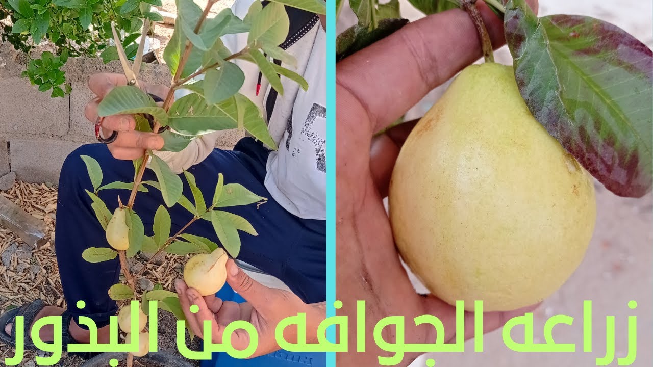زراعه الجوافه من البذور حتى عمر 6 شهور واهم المعاملات ا التوقيت المناسب للزراعه ا