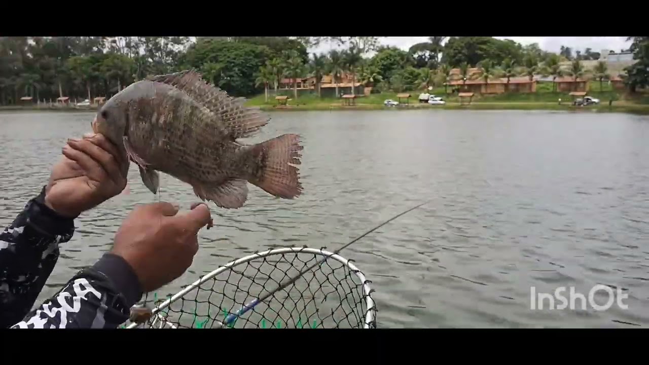30kg de tilapia com a massa do canal ,na essência de 4 leite 