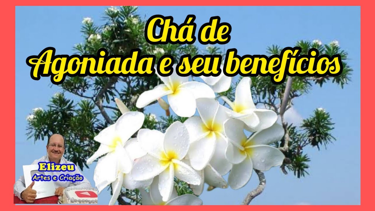 Ch&aacute; de Agoniada e seus Benef&iacute;cios.