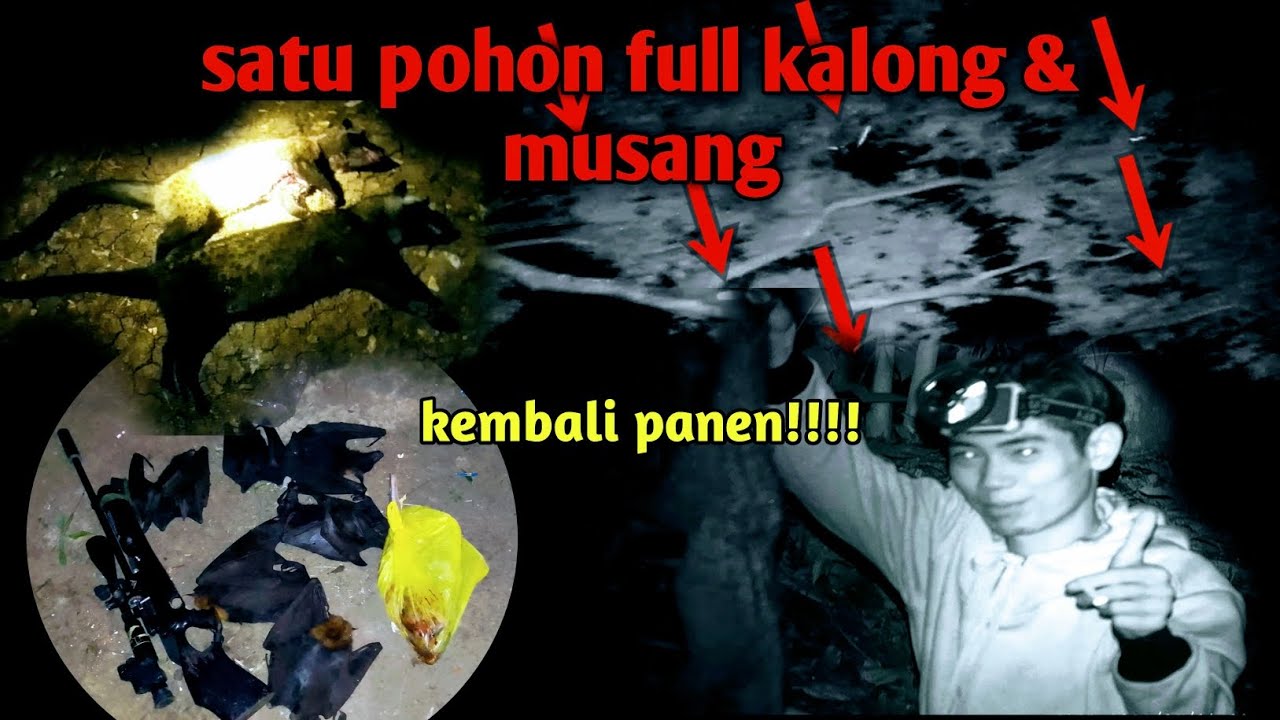 SATU POHON FULL MUSANG & KALONG‼️BERBURU MUSANG & KALONG☠️👻