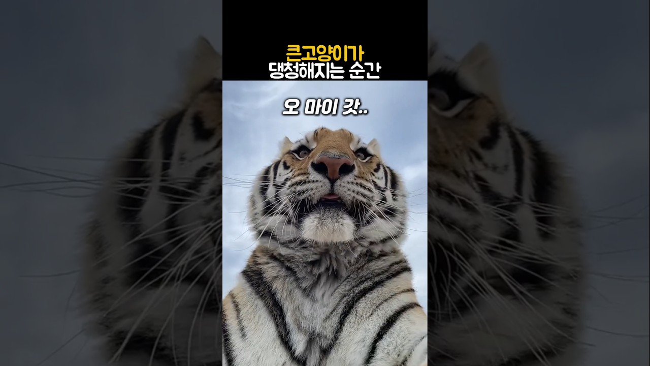 큰고양이가 댕청해지는 순간 #동물 #호랑이