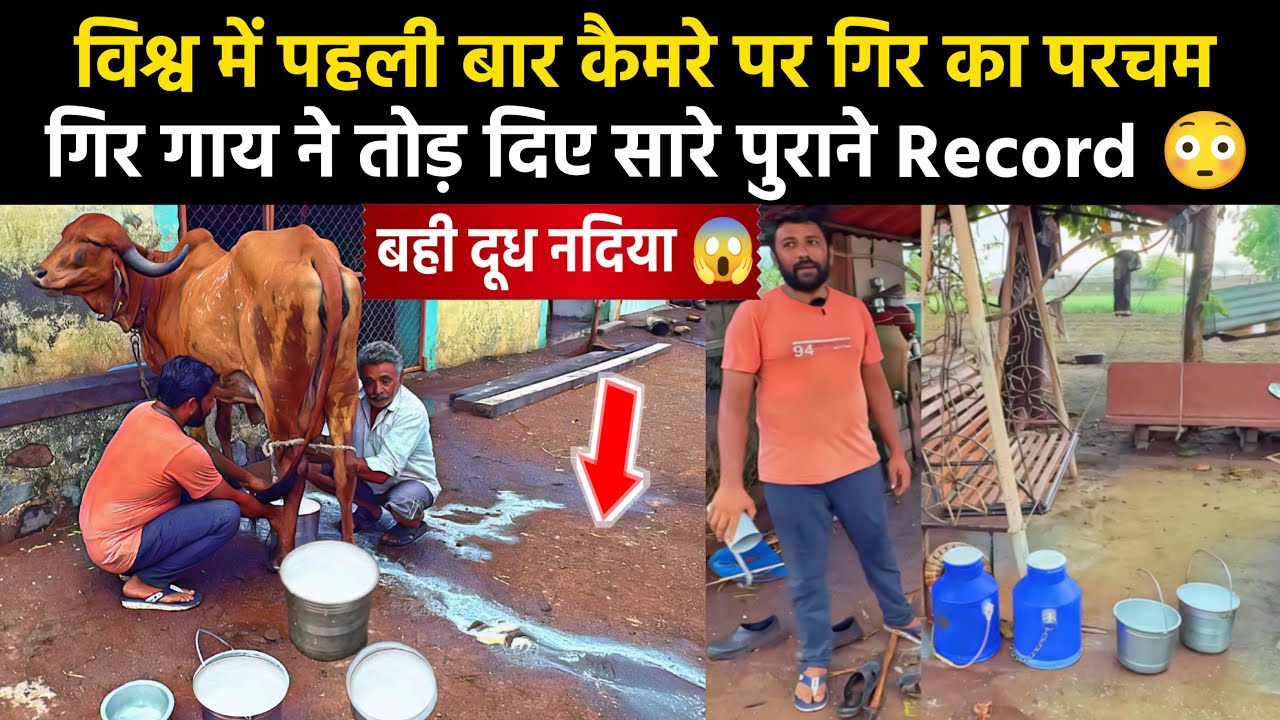 🔴 Live Milking में गिर गाय की दूध सुनामी || MILKING LINE वाली GIR || 20+ Milk 👍