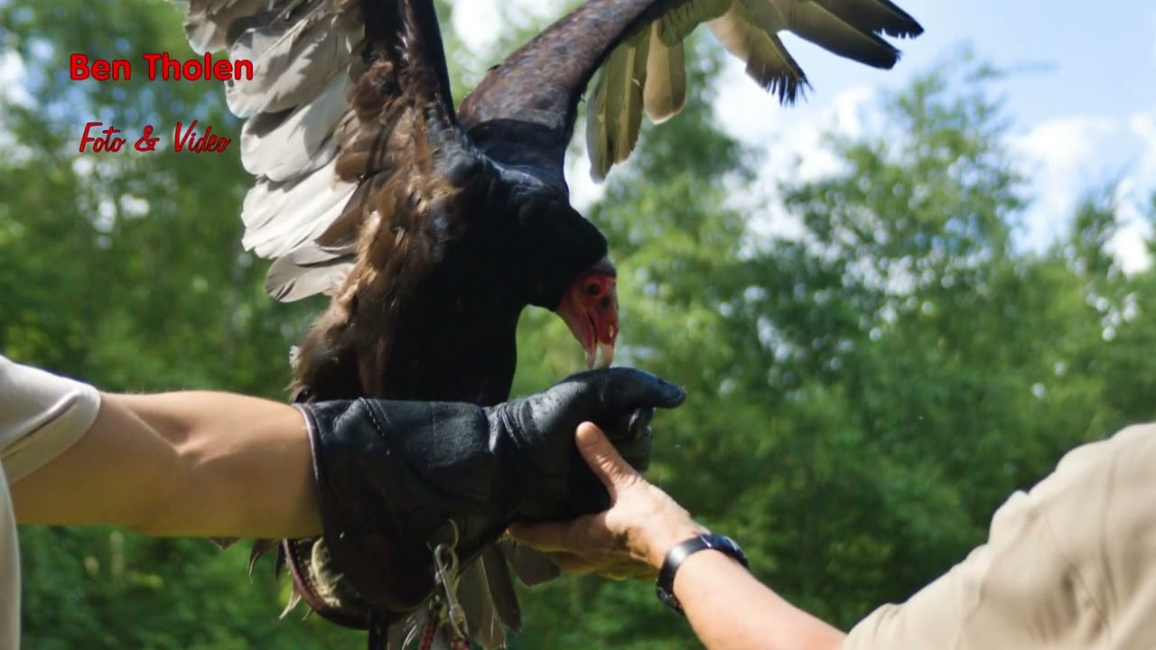 250629 roofvogelshow 04