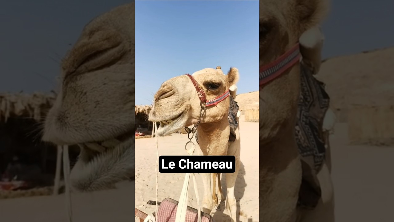 Le Roi du d&eacute;sert 🏜  Le Chameau 🐫  #chameau #camel #desert #animaux #animals