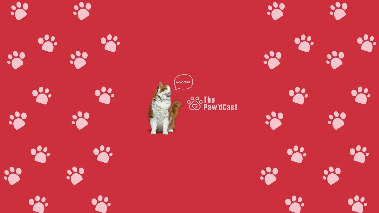 The Paw'dCast Kenya - Episode 5: Fostering Cats & Kittens