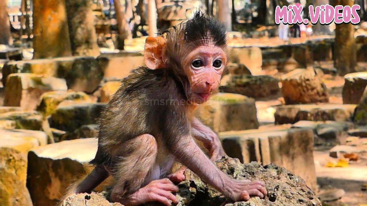 Mix  Videos Summary Clip an adorable little monkeys, |smsrmedia1540|