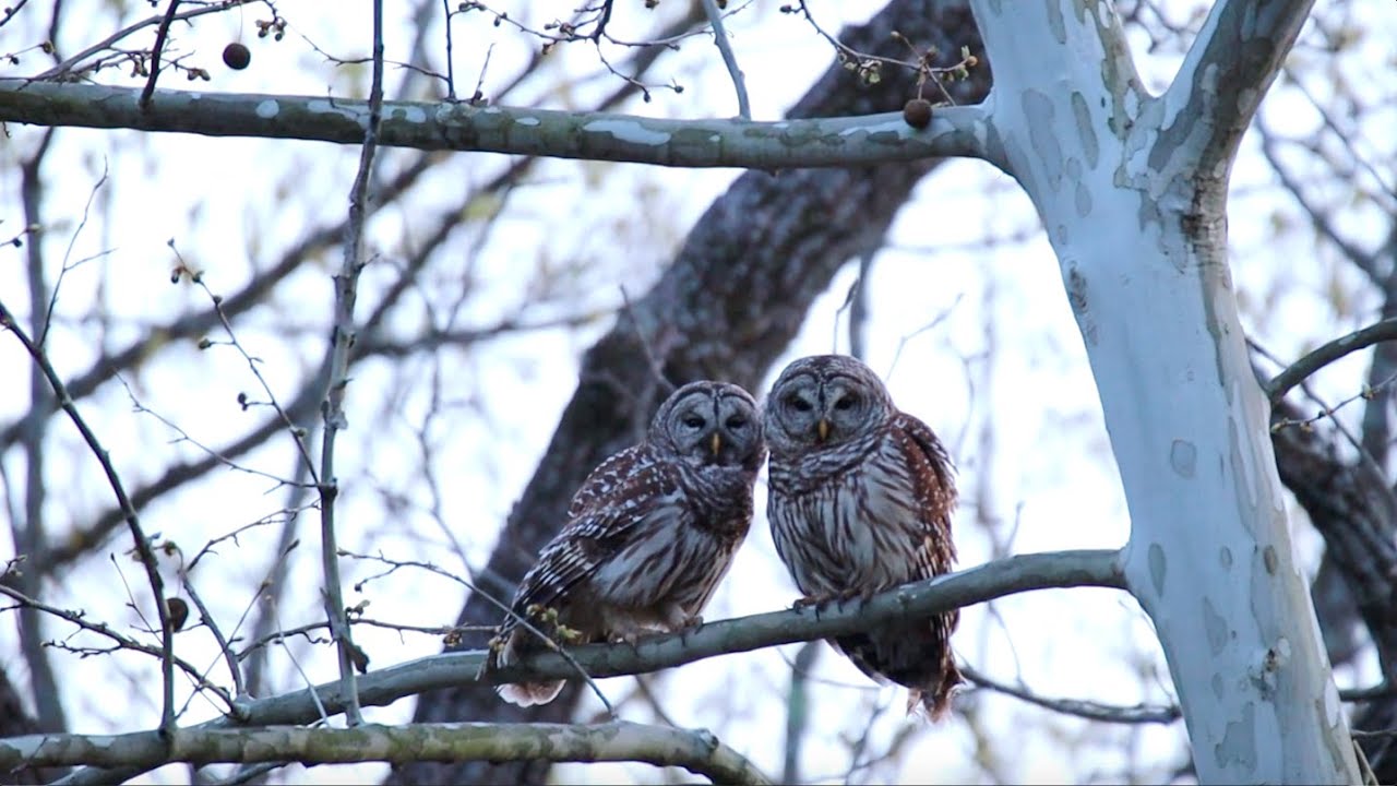Barred owls - April 14, 2020