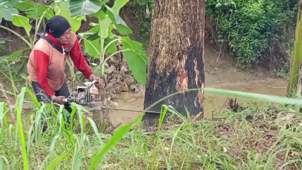 Cara Merobohkan Pohon Besar #part01 