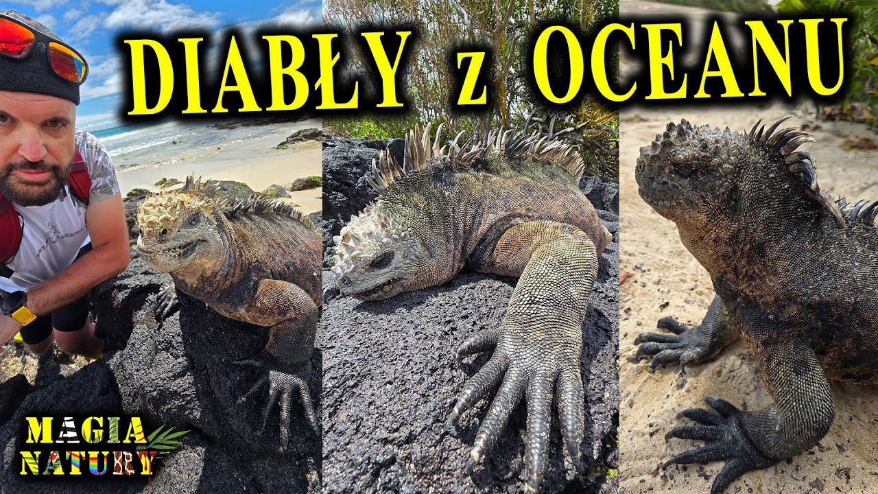 Zwierzęta Ulepione z Lawy - GALAPAGOS - Wyspy z Piekła Rodem!