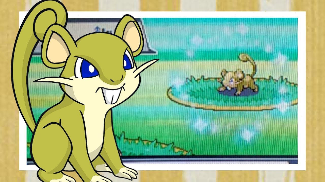 [Safari Week 2019] LIVE! Shiny Rattata in HG Safari Zone after 6,918 REs [Win or Fail?]