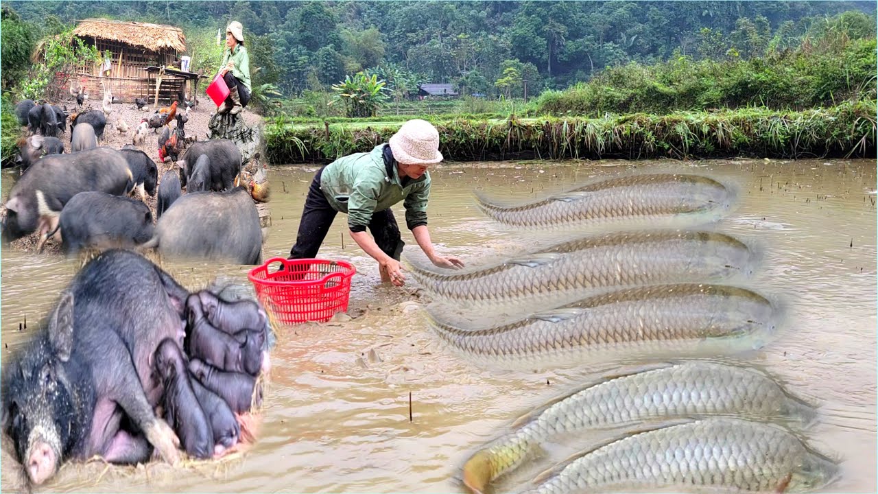 Raising wild boars, releasing water to catch fish to sell at the market