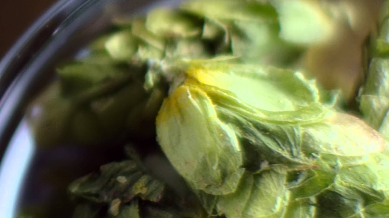 Stella Artois: The Ingredients