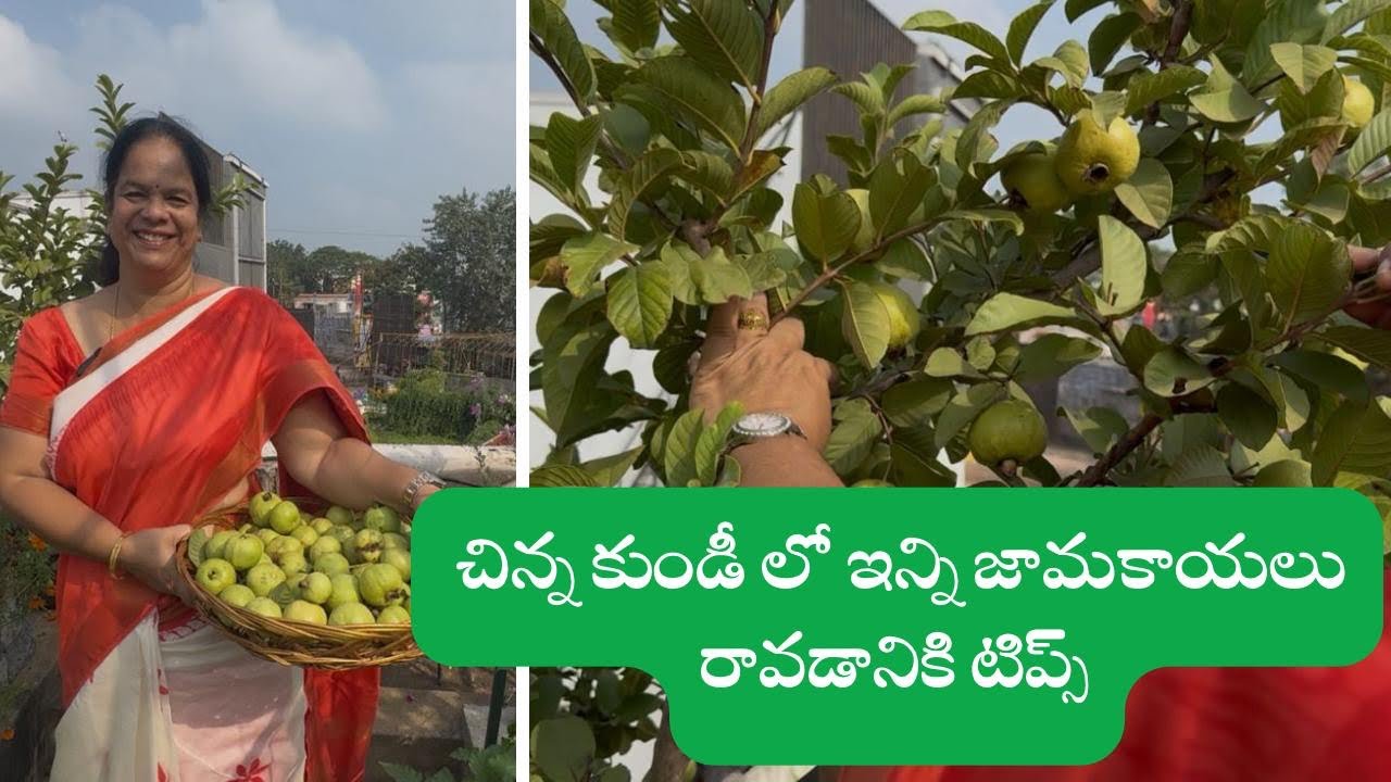 టెర్రస్ లో కూడా ఇన్ని జామకాయలు పండించ వచ్చు 