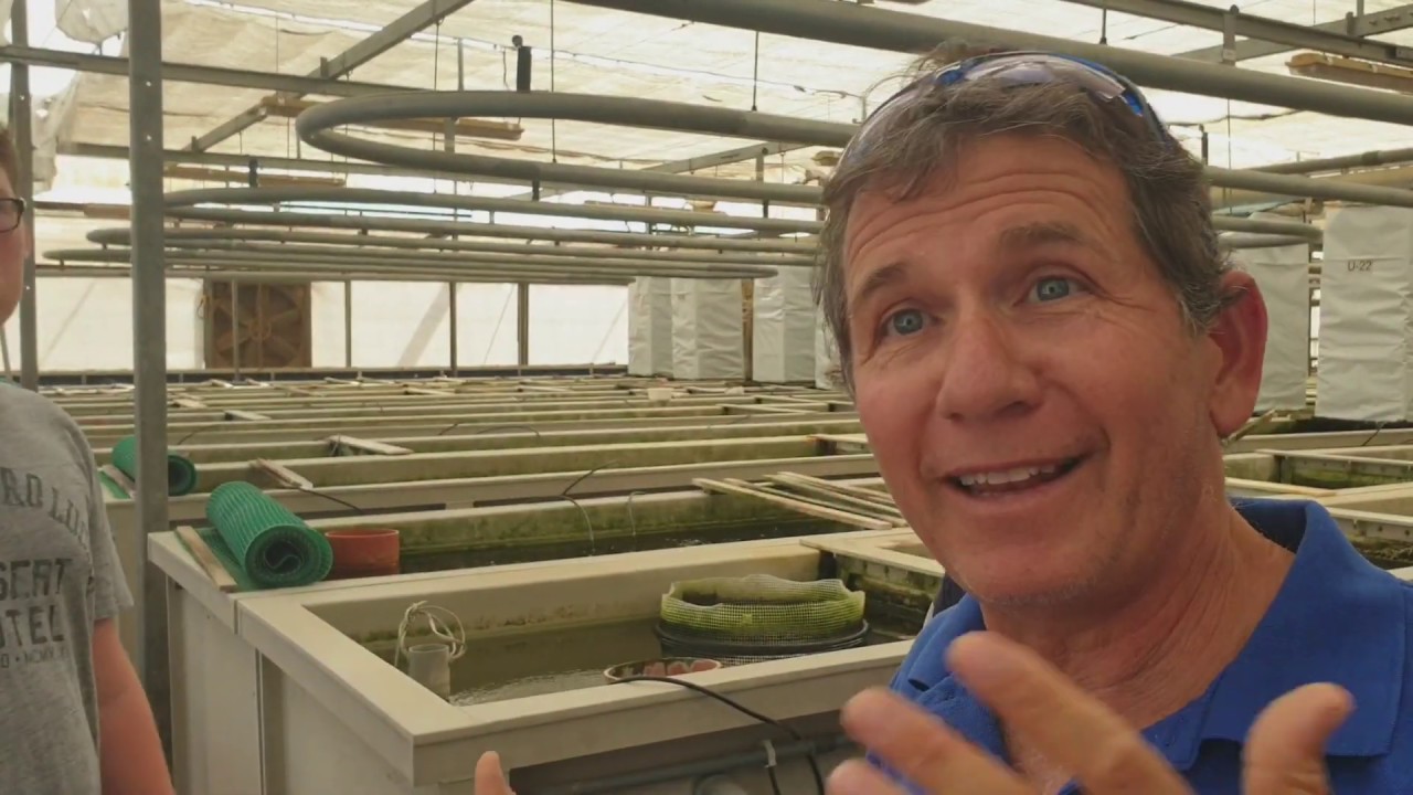 1 Million Black & Sailfin Mollie fish per year on his eco high tech fishfarm.
