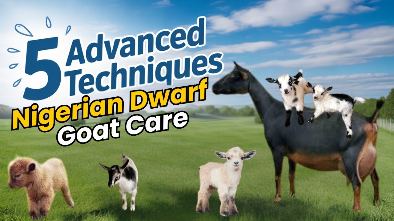 5 Advanced Techniques for EXPERT Nigerian Dwarf Goat Care in 2025