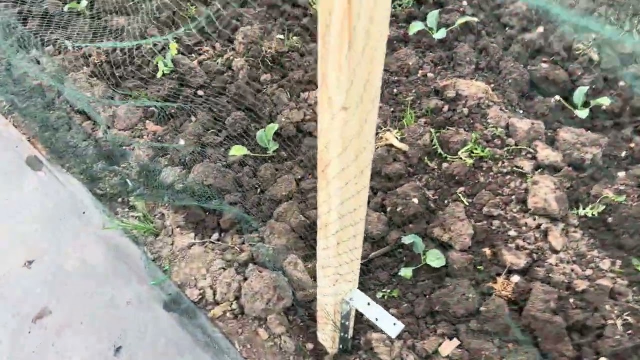 Pest control on the Allotment