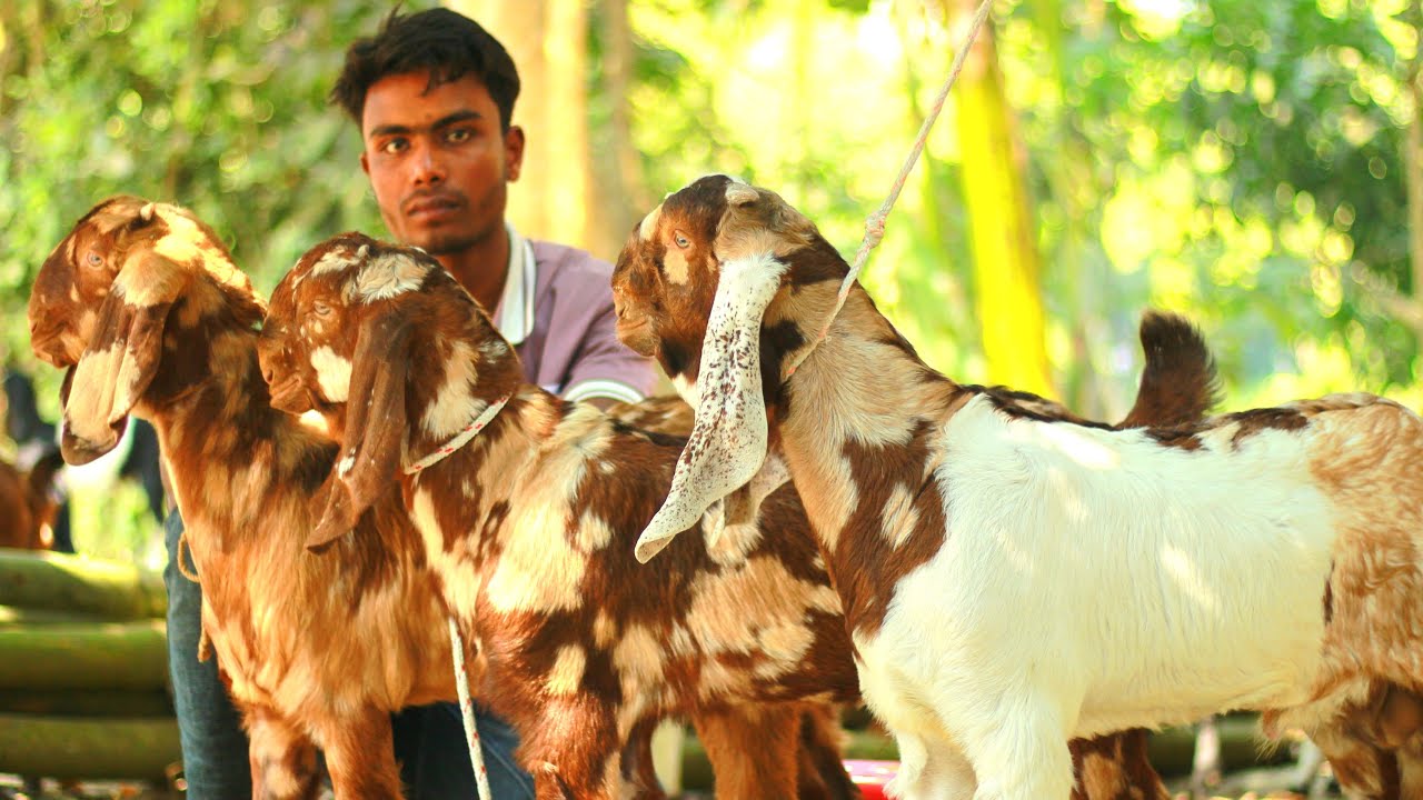 কম দামে কালারফুল ছাগল এর দাম জানুন। #farming #goat 