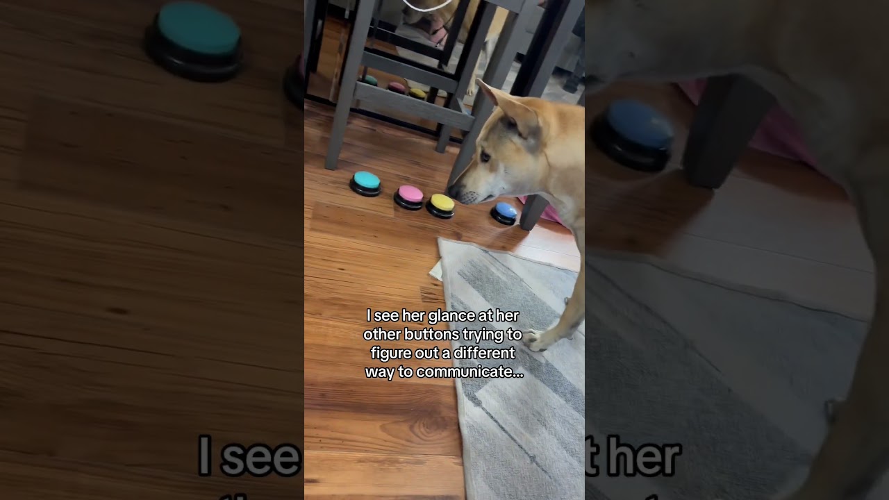 PART 1 #dogsofyoutube #phuquocridgeback #talkingdog #dogcommunication