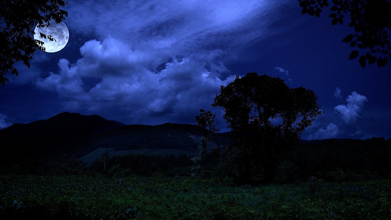 Cricket Conversations in Breezy Autumn Night, Relaxing Nature Ambience Fall Asleep in Minute