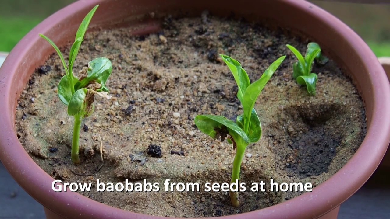 Grow Baobab EN