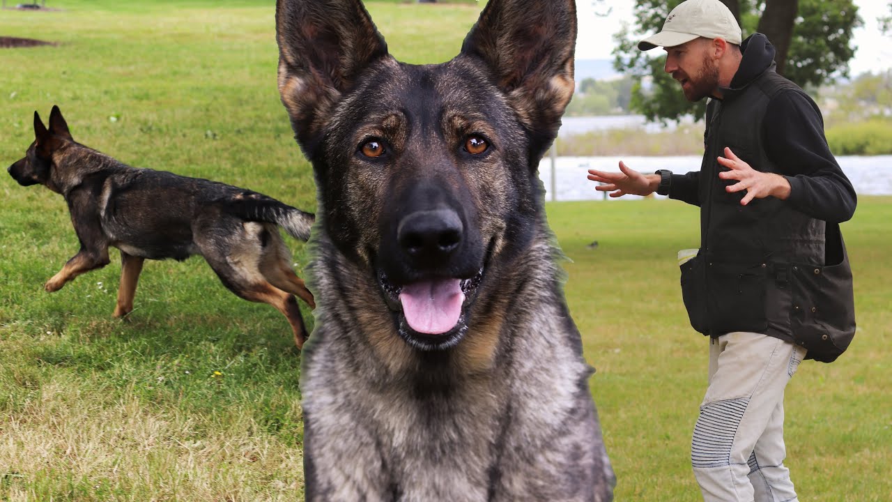 How to Teach Dog Recall with DISTRACTIONS
