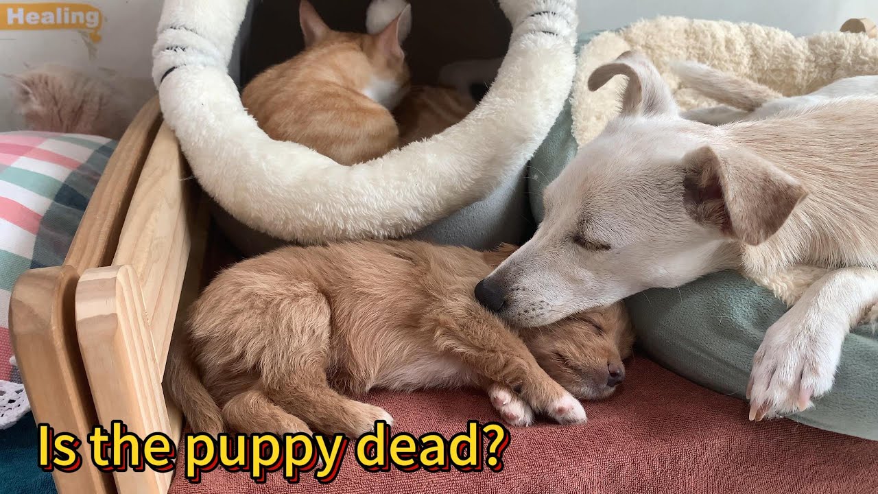 The cat suspected that the puppy was dead, but Lucky did not give up. A lovely animal family