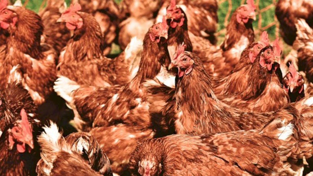 TERNAK AYAM BANGKOK SEBERAPA MENGUNTUNGKAN SIH? PEMULA WAJIB TAHU!!