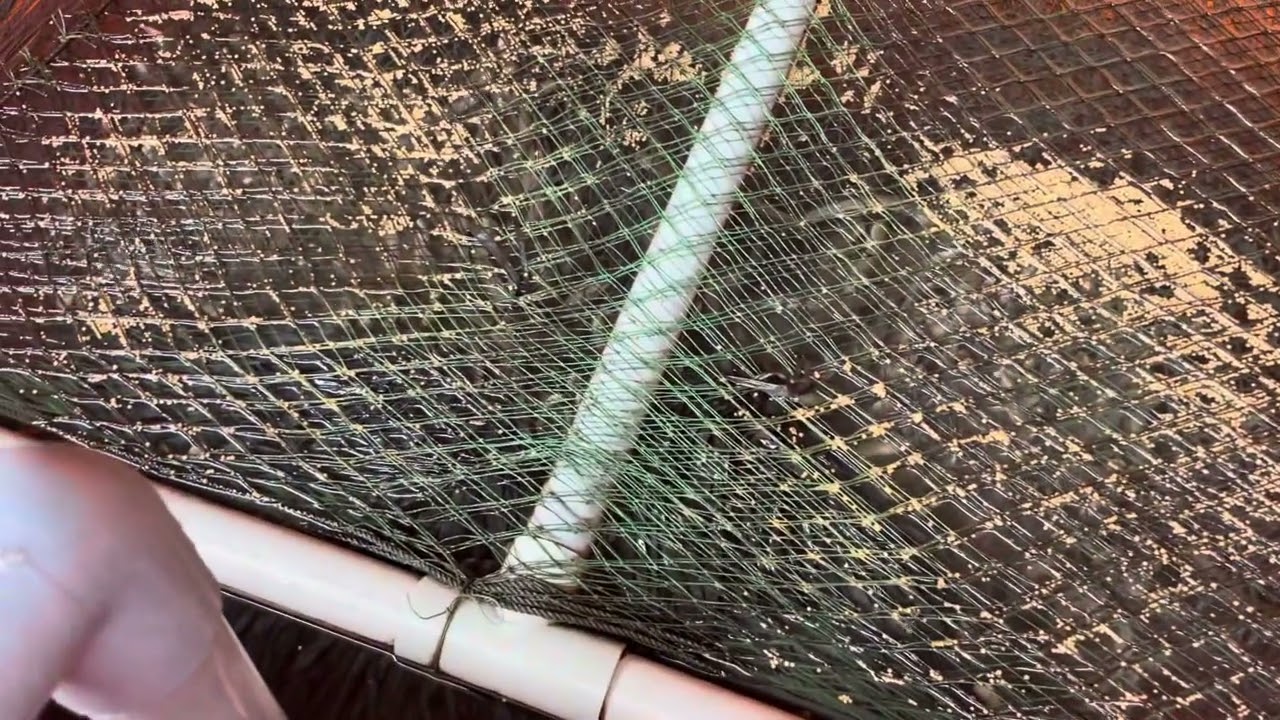 Cho lươn ăn mời cô chú anh chị và các bạn cùng xem nhớ ủng hộ đăng ký kênh theo giỏi liếp sao 
