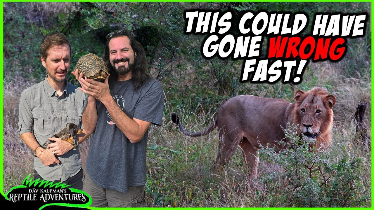BAD IDEA CATCHING THESE REPTILES IN SOUTH AFRICA!
