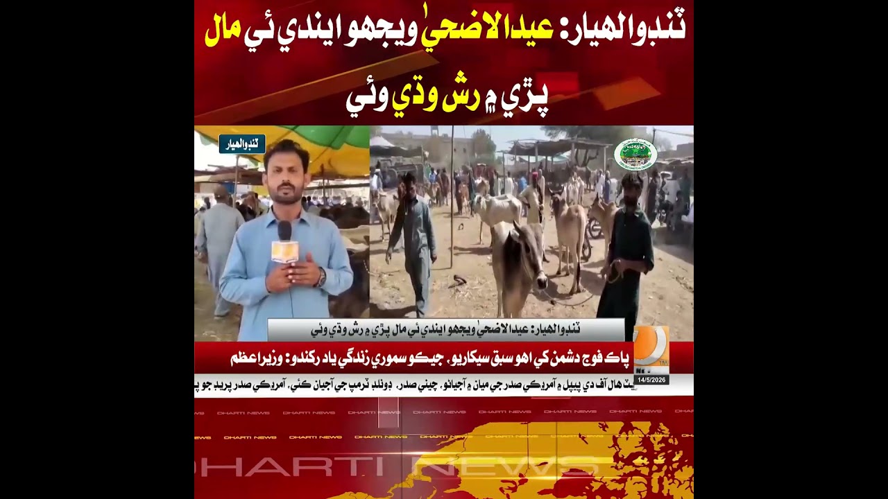 Tando Allahyar: As Eid-ul-Adha approaches, rush increases in the cattle market.