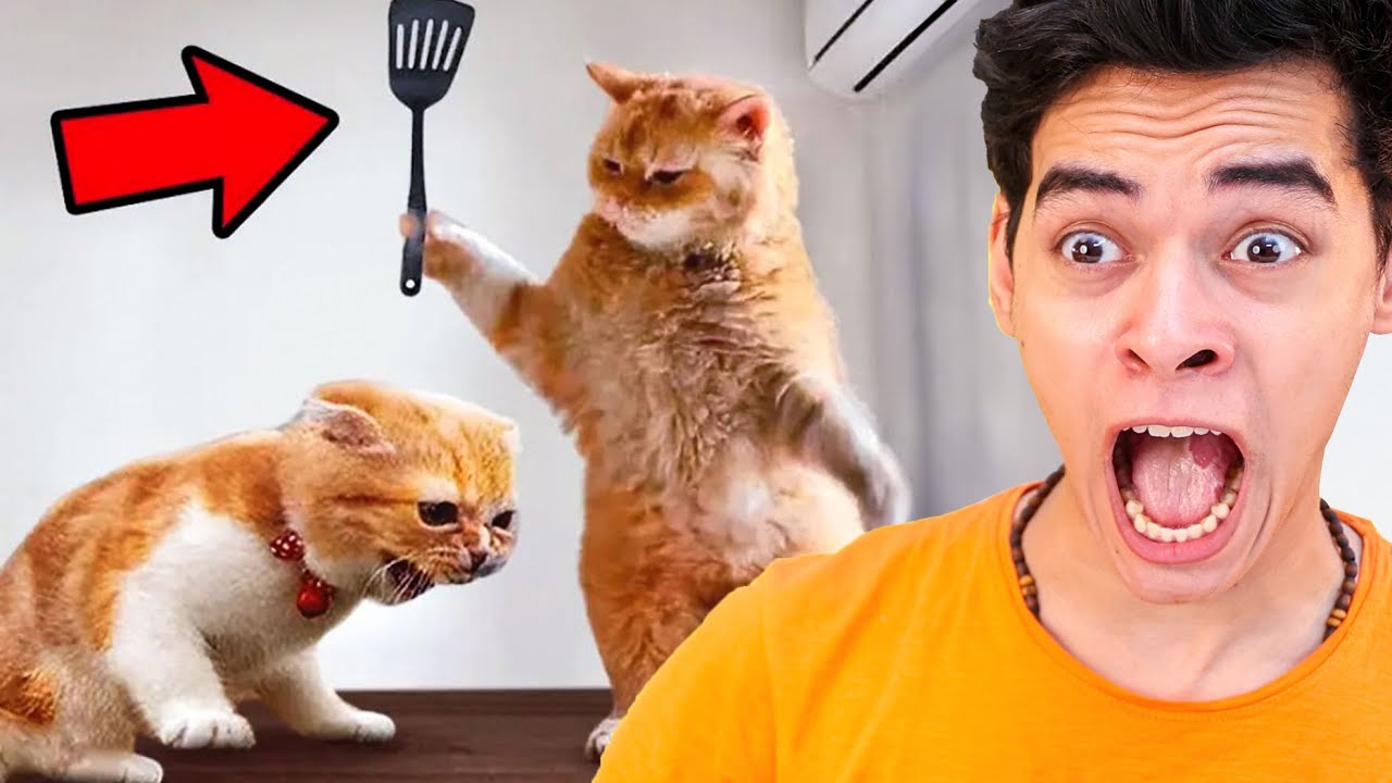 اتحداك ما تضحك مستحيل!! 🤣