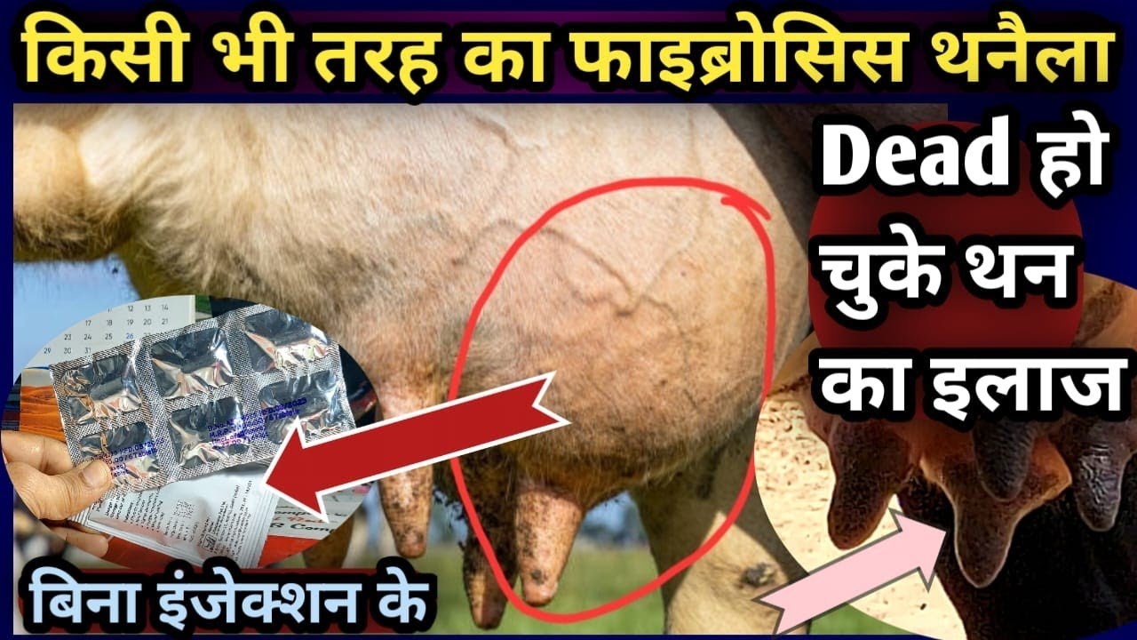 👉किसी भी तरह के Fibrosis Mastitis/Dead हो चुके थन का इलाज👍||बिना इंजेक्शन के||Vet-Powder/Tablet